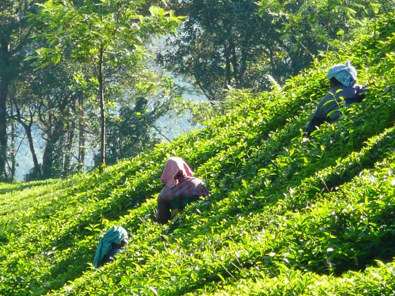 സർക്കാർ ഏറ്റെടുത്ത തോട്ടം തിരിച്ചുപിടിക്കാൻ ‘സ്​പോൺസേഡ്​’ പണിമുടക്ക്​